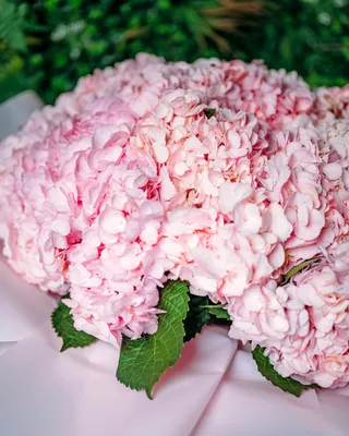 مجموعة هايدرانجيا وردية بنجمة