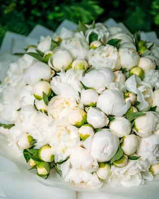 Букет пионов White peony love