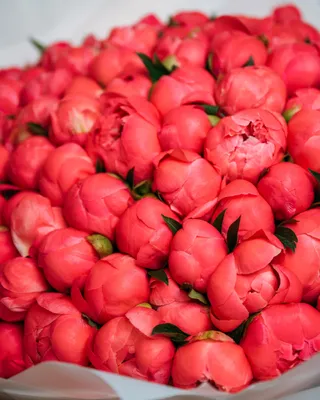 Peony bouquet Majestic Coral Blossom
