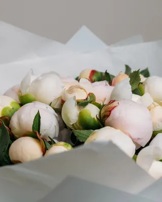 باقة الفاوانيا أناقة بتلات اللؤلؤ