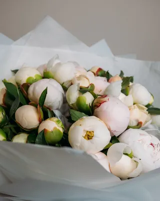 باقة الفاوانيا أناقة بتلات اللؤلؤ