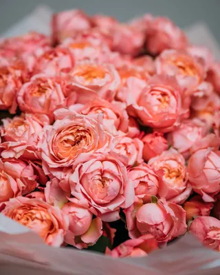 Кустовые розы Julietta Elegance