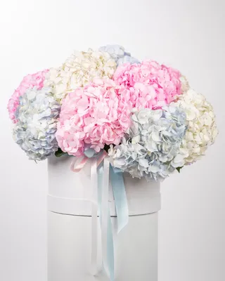 Box arrangement Hydrangea Horizons