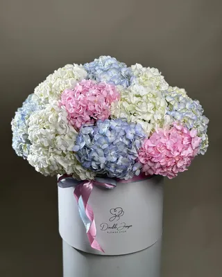 Box arrangement Hydrangea Horizons