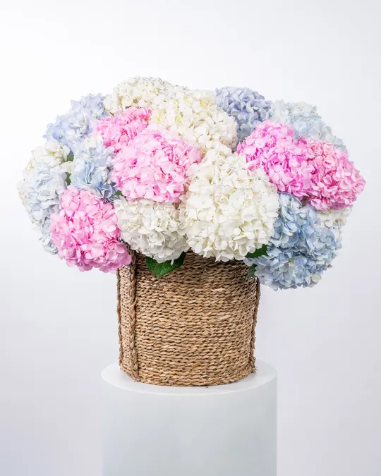 تنسيق سلة أرض الأحلام