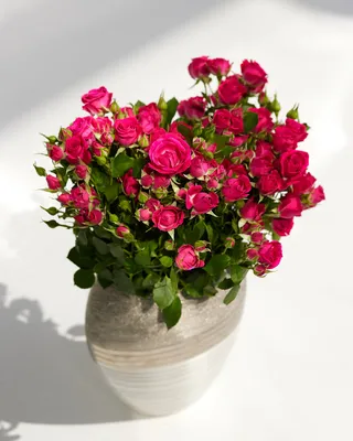 Vase arrangement of spray roses Fuchsia Elegance