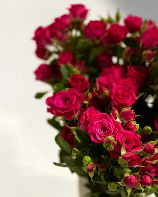 Vase arrangement of spray roses Fuchsia Elegance