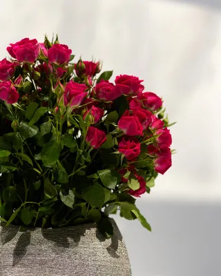 Vase arrangement of spray roses Fuchsia Elegance