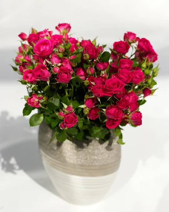 Vase arrangement of spray roses Fuchsia Elegance