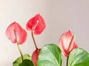 Anthurium Flower Meaning - DJ flowers