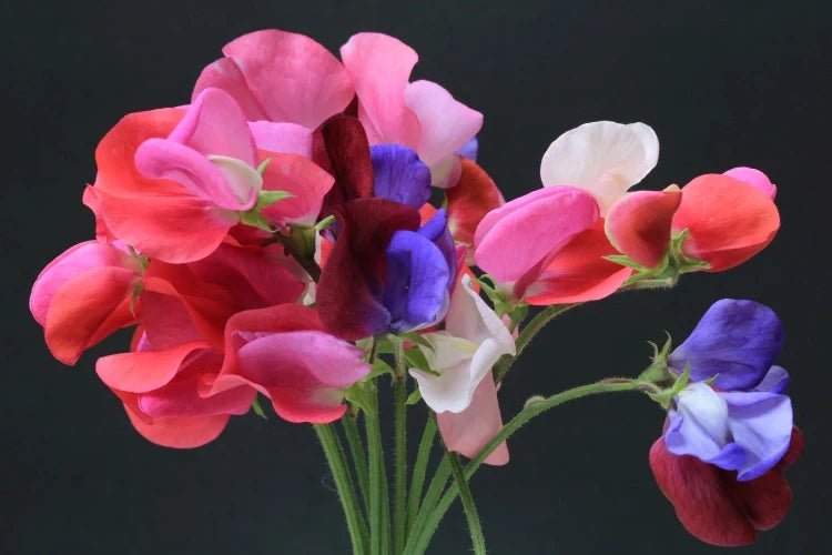 April birth flowers - DJ flowers
