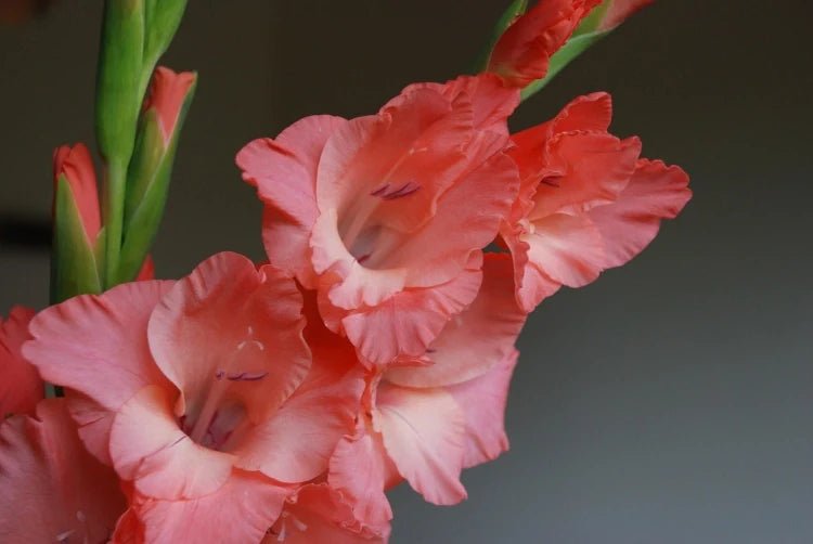 August Birth Flowers - DJ flowers