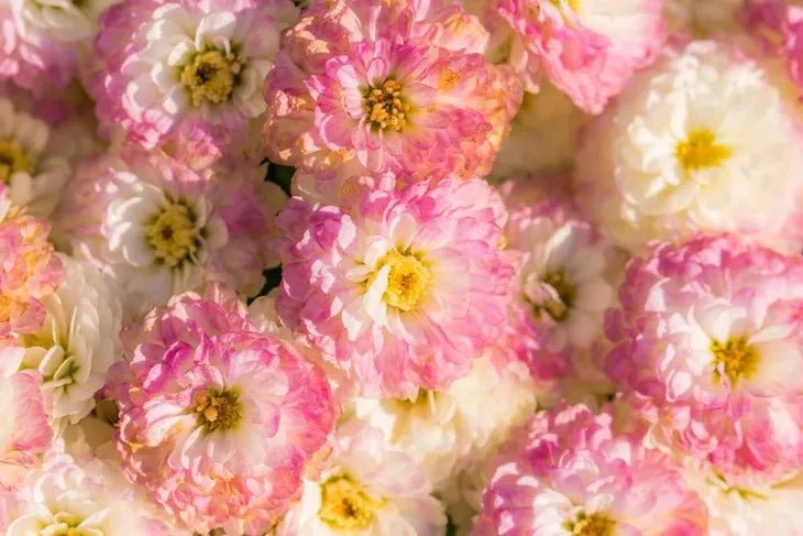 Bliss Flowers - DJ flowers