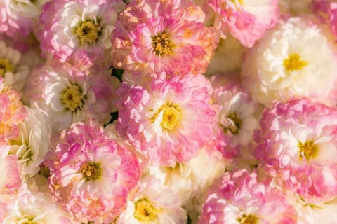 Bliss Flowers - DJ flowers