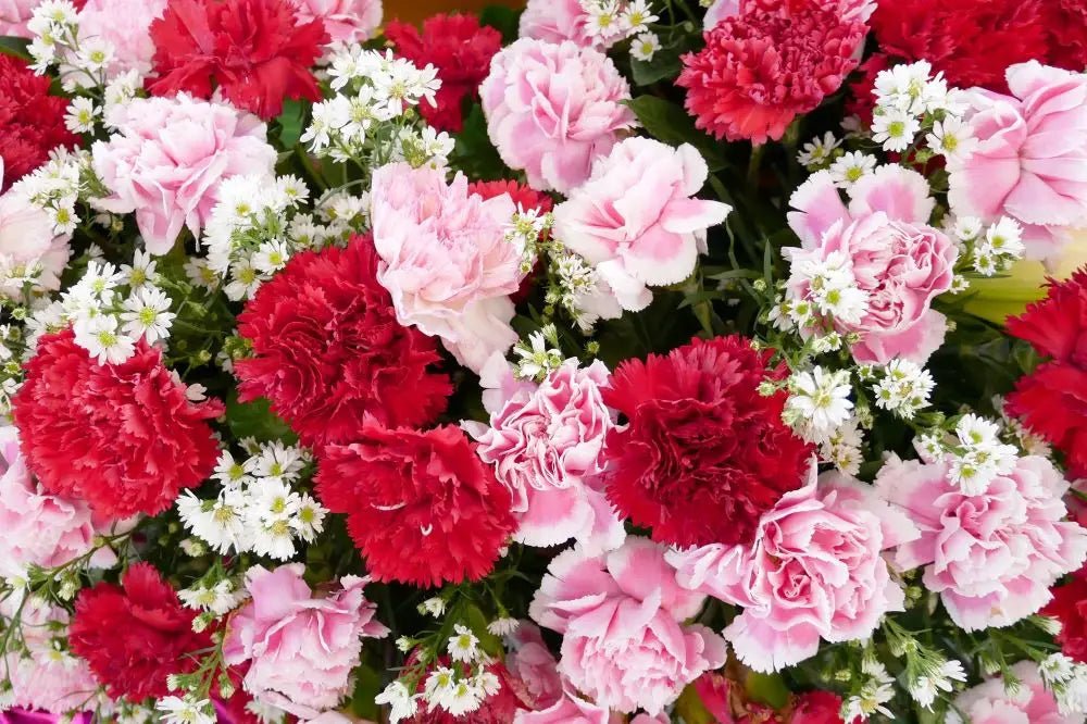 Carnation flower meaning - DJ flowers
