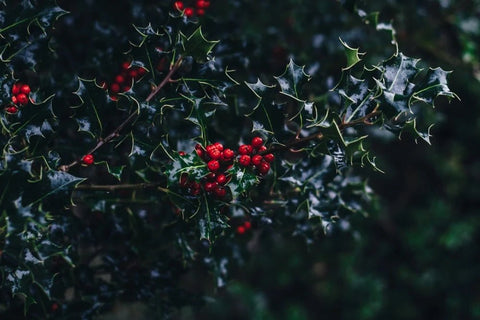 December birth flowers - DJ flowers