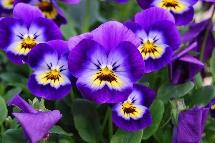 February birth flowers - DJ flowers