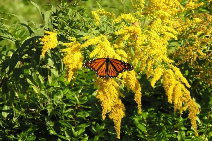 Flowers that Cause Allergies - DJ flowers