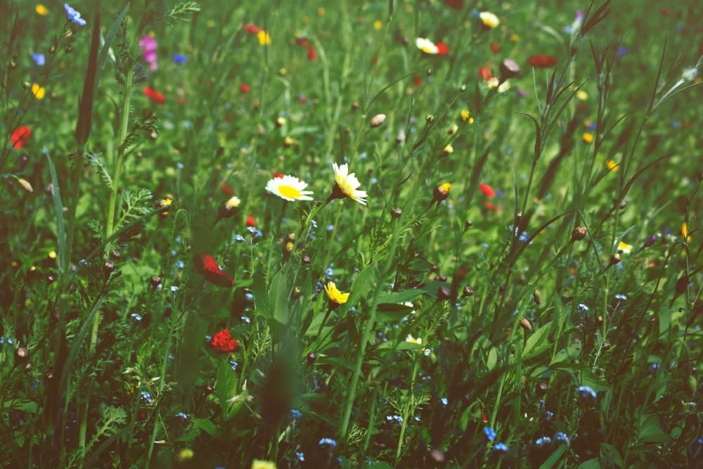 Flowers That Mean Good Luck - DJ flowers