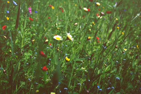 Flowers That Mean Good Luck - DJ flowers