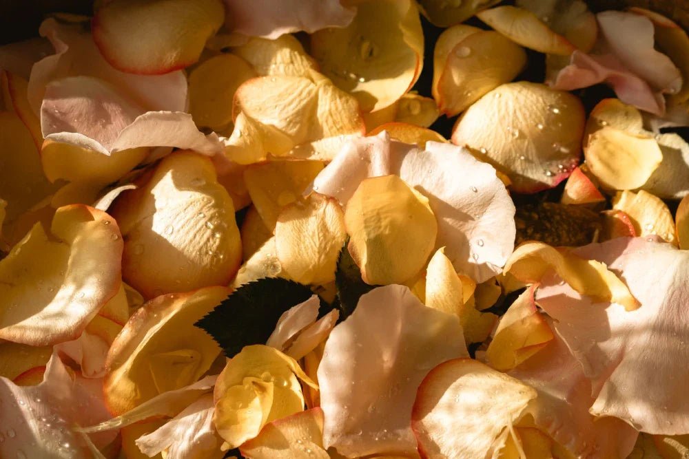 How to Dry Rose Petals - DJ flowers