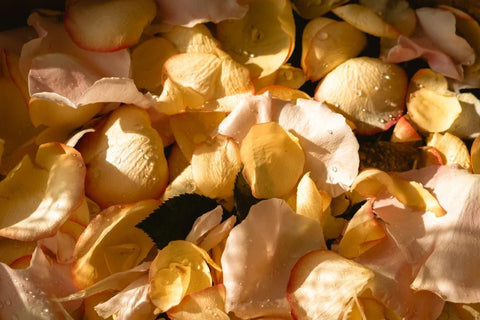 How to Dry Rose Petals - DJ flowers