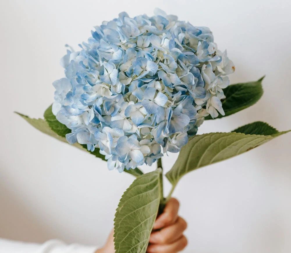 Hydrangea Flower Meaning - DJ flowers