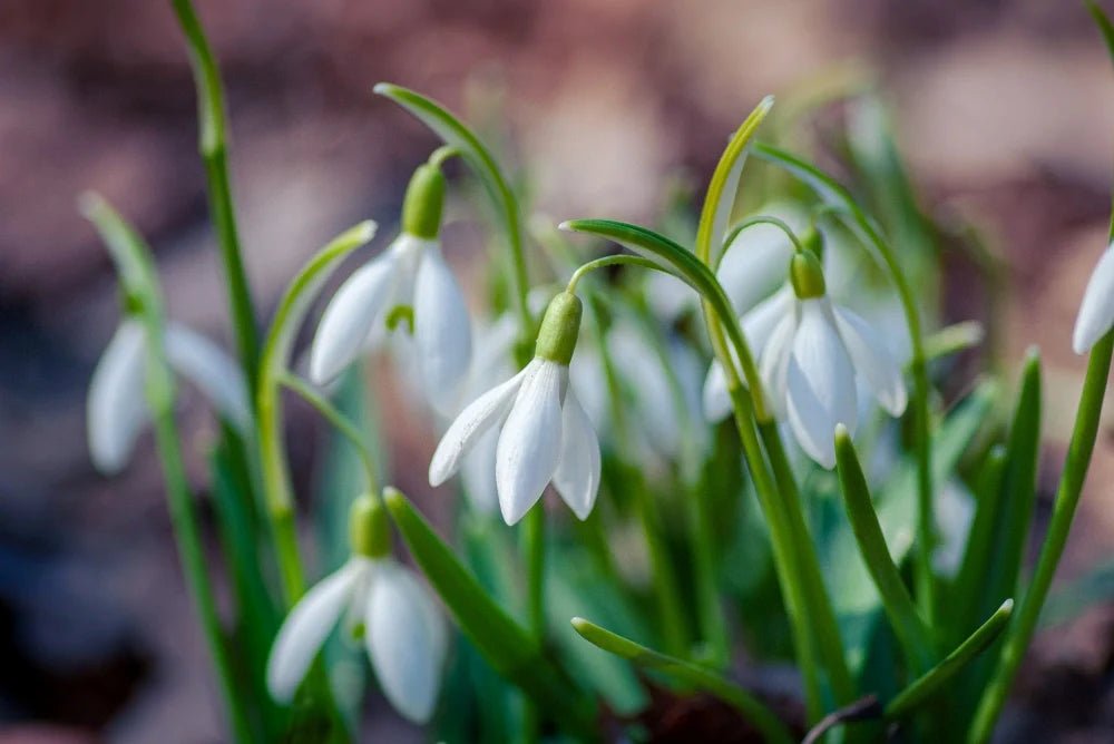 January Birth Flowers - DJ flowers