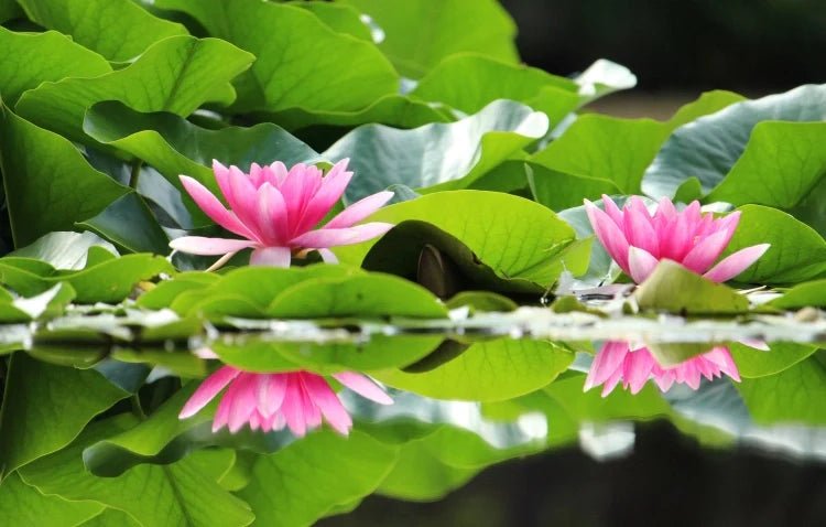July birth flowers - DJ flowers