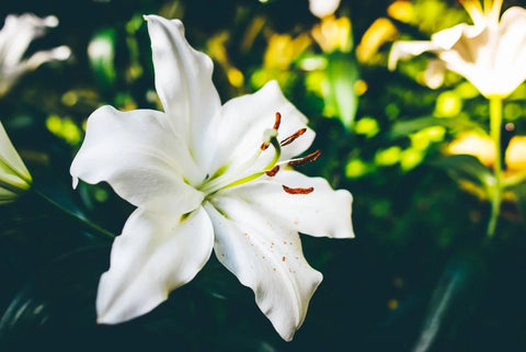 Lily Meaning and Symbolism - DJ flowers