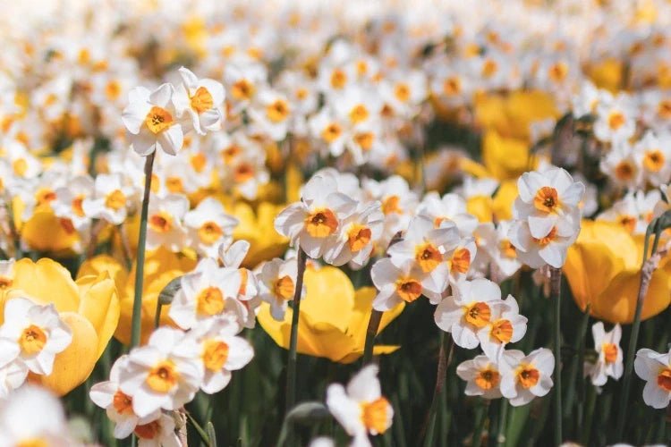 March birth flowers - DJ flowers