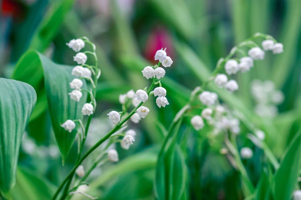May Birth Flowers - DJ flowers