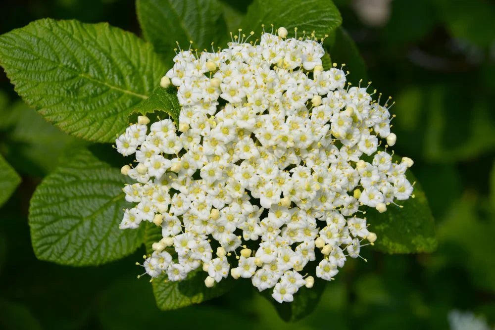 Most Aromatic Flowers - DJ flowers