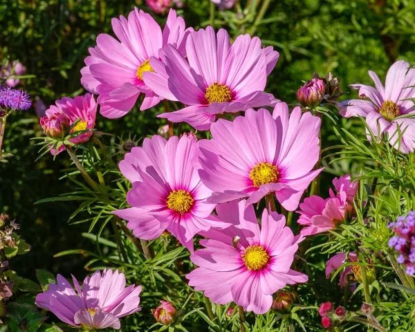 October birth flowers - DJ flowers