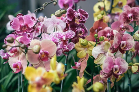 Orchid flower meaning - DJ flowers