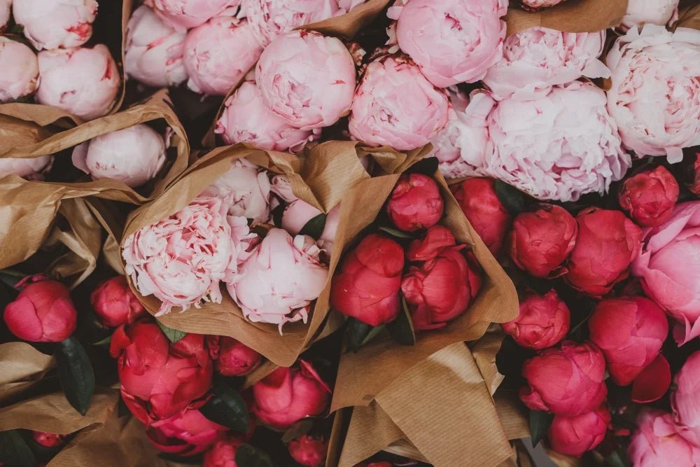 Peony Flower Meaning - DJ flowers
