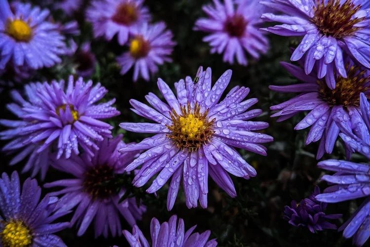 September Birth Flowers - DJ flowers