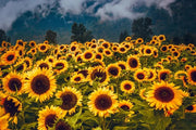 Sunflower Meaning - DJ flowers