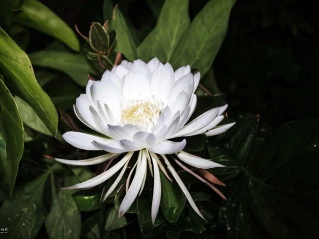 The Most Expensive Flowers in the World - DJ flowers