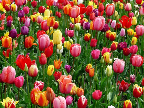 Tulip flower meaning - DJ flowers