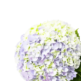 هدرانجيا