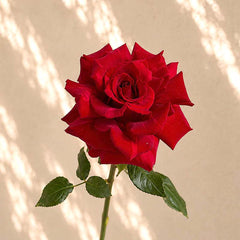 Single Red Rose