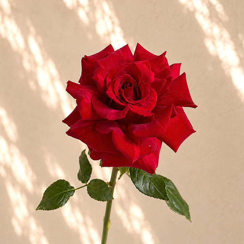 Single Red Rose - DJ flowers