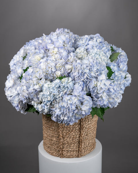 Basket arrangement Blue Serenity - DJ flowers