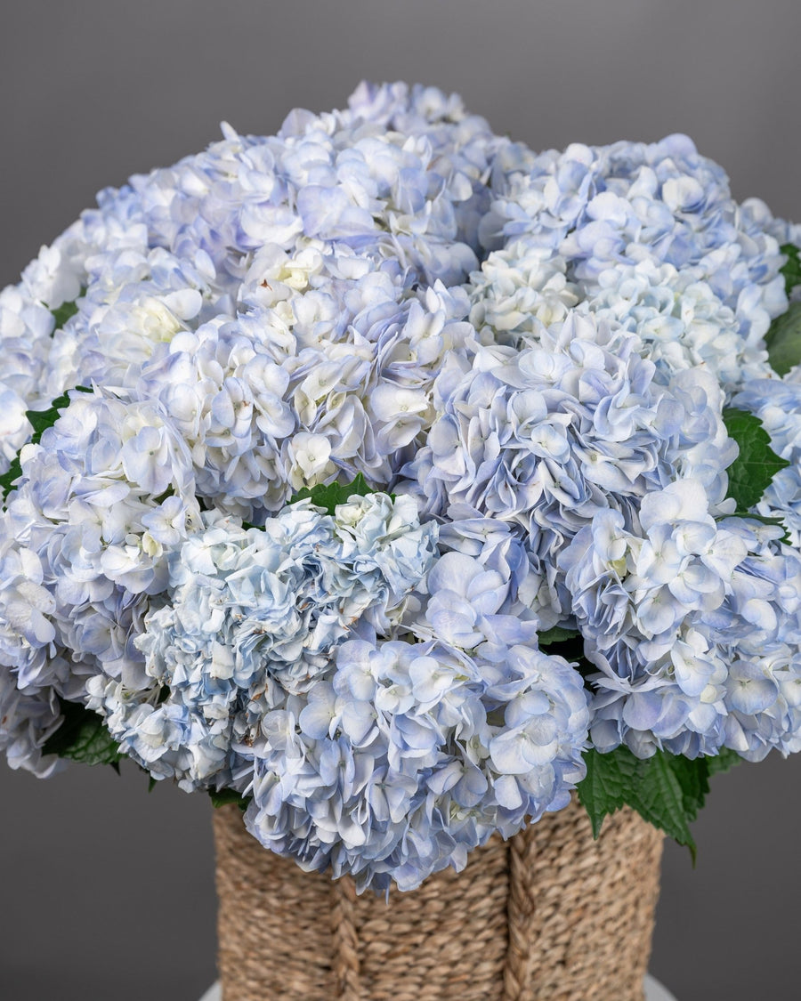 Basket arrangement Blue Serenity - DJ flowers
