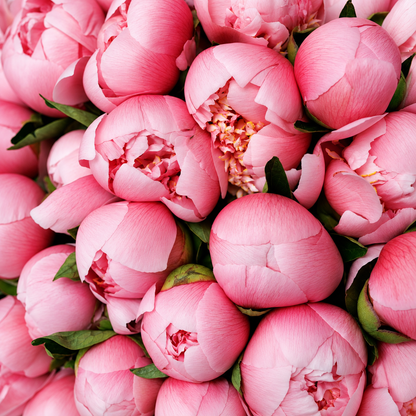 Bouquet Peony Silk Hour - DJ flowers