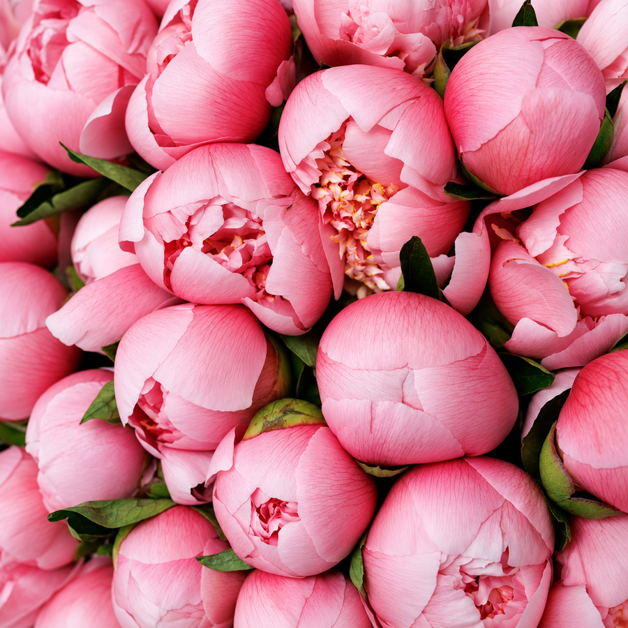 Bouquet Peony Silk Hour - DJ flowers