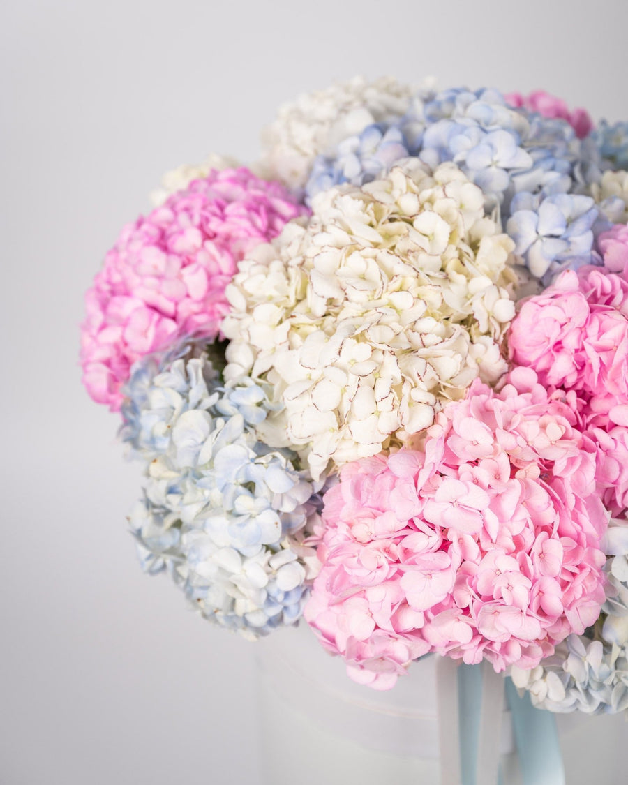 Box arrangement Hydrangea Horizons - DJ flowers