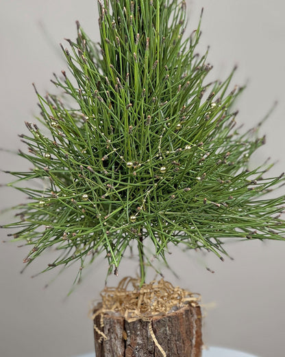 Christmas tree Pine Whisper - DJ flowers