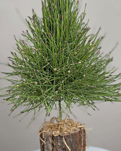 Christmas tree Pine Whisper - DJ flowers